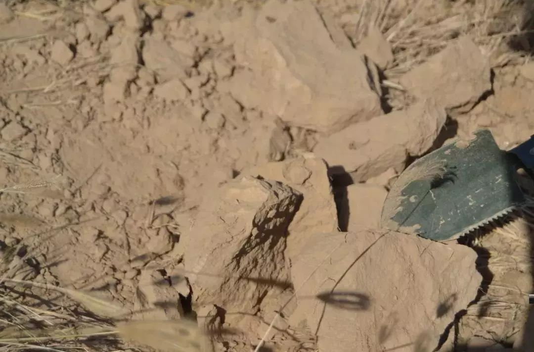 一口氣讀懂大宋定窯(圖34) 一口氣讀懂大宋定窯(圖34)